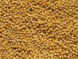 Куплю горчицу жёлтую, белую, чёрную.