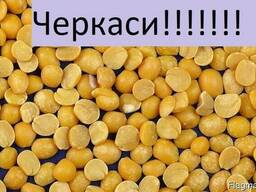 Куплю Горох Черкасы Украина