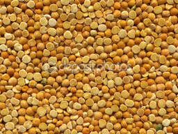 Куплю Горох Желтый Дорого