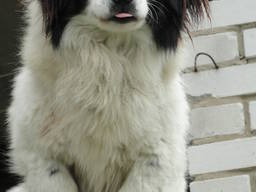 Куплю кругляк клена, ясеня, акации, от 20 см, L 1000 - 2500