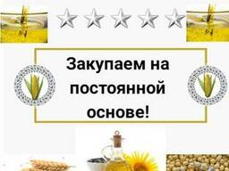 Куплю. Кукурудзы опт. Дорого