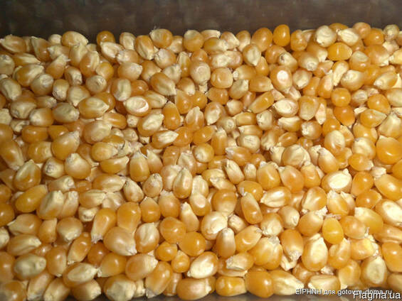 Куплю кукурузу и отход