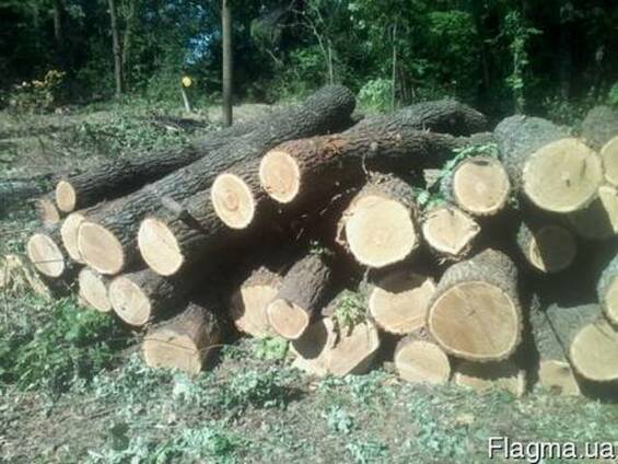 Куплю лес дуба 3 сорт, тех сирье, баансы. договорная