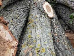 Куплю лес кругляк тополя и другой лес мягкой лиственницы