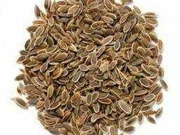 Куплю оптом сортовые семена укропа