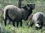 Продам овец Романовской породы. Племенные и на мясо, большой выбор