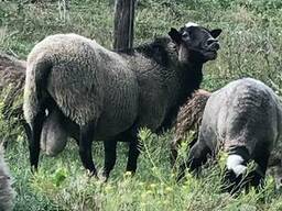 Продам овец Романовской породы. Племенные и на мясо, большой выбор