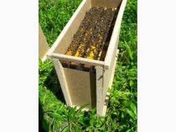 Куплю бджолопакети