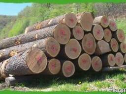 Куплю пиловочник (кругляк) ясеня 1,2,3 сорт.