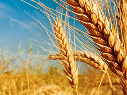 Куплю пшеницу 2кл, 3кл, постоянно, самовывоз