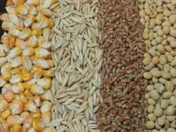 Куплю пшеницу, кукурузу фуражную.