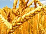 Куплю пшеницу на экспорт 2021г. - фото 1