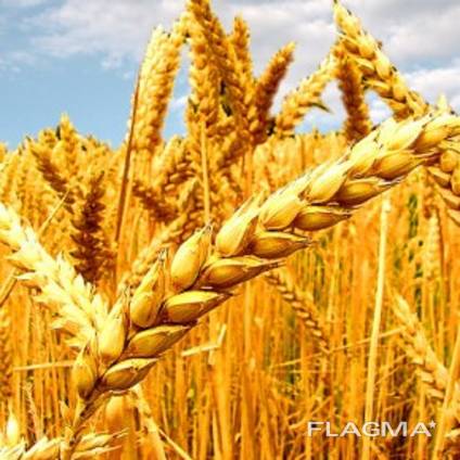 Куплю пшеницу на экспорт 2021г.