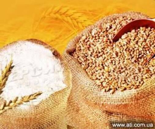 Куплю Пшеницу, ячмень, кукурузу, просо, горох, овес