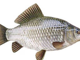 Куплю речную рыбу. Оптом.