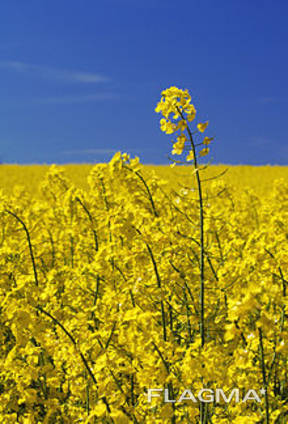Куплю ріпак