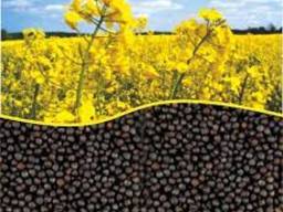 Куплю ріпак