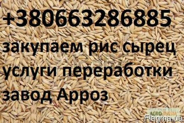 Куплю рис сырец услуги переработки Риса Сырца 0663286885