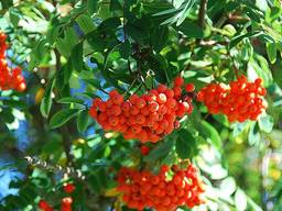 Куплю рябину красную свежую