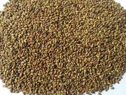 Куплю семена люцерны