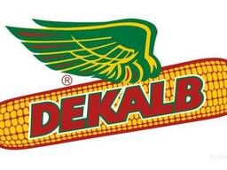 Куплю семена подсолнечника,кукурузы импортные(гибриды).