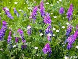 Куплю семена вики