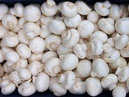 Куплю шампиньоны для переработки