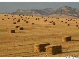 Куплю солому