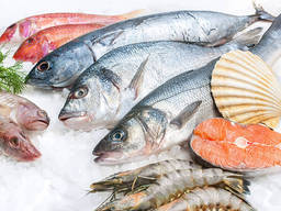 Куплю свежемороженую морскую рыбу в ассортименте