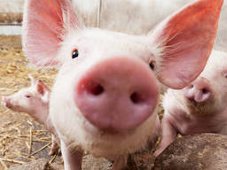 Куплю свиней, свиноматок живым весом по всей Украине.