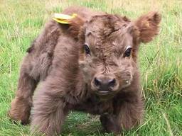 Куплю телок