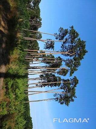 Куплю тонкомер сосна.