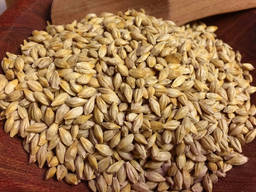 Куплю ячмінь у виробників. Будь-який об'єм. Самовивіз