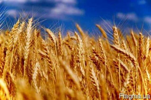 Куплю: Закупаем срочно, дорого! Пшеницу 2 кл., 3 кл., фуражн