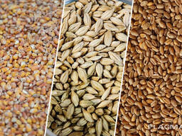 Куплю зерно фуражне