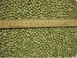Куплю горох - фото 3