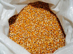 Куплю зерно пшеницы, кукурузы в мешках, биг-бэгах, насыпью