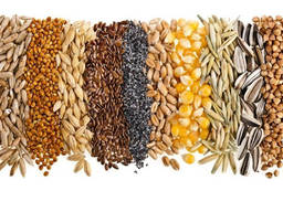 Закупаем отруби пшеничные оптом от 22 тонн