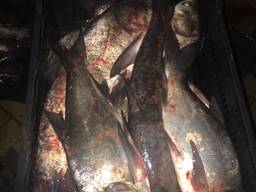 Куплю живую рыбу Карп, щука, Толстолоб, карась 88 тонн