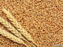Купуємо дорого пшеницю твердих сортів Дурум