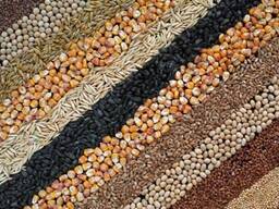 Купуємо на постійній основі зернові (Соя без ГМО, ріпак, пшеницю, кукурудзу)