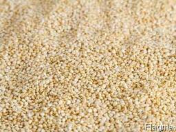 Покупаем товарные семена амаранта