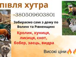 Купуємо хутро куниці, лисиці, єнота, бобра та інше