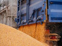 КУПЛЮ Кукурудзу