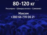 Купуємо молодняк ВРХ м’ясних порід 80–120 кг — на постійній основі - фото 2