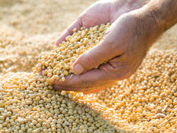 Купуємо половинки сої з господарств України