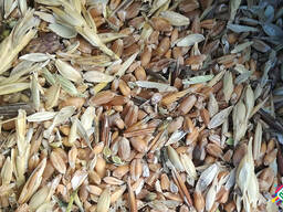 Купуємо пшеницю некондиційну, відходи пшениці будь-якої якості