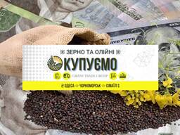 Купуємо Ріпак авто потяг порт Одеса Чорномоськ Ізмаїл клас 1-4