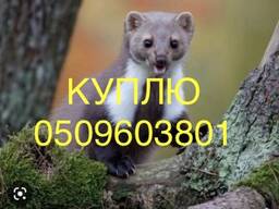 Купуємо шкіри куниці