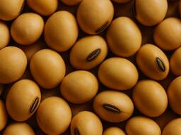 Купуємо сою! Ваша соя — наш клопіт